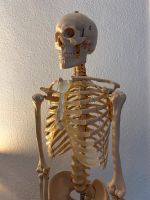 Skelett - anatomisch korrekt Düsseldorf - Oberbilk Vorschau