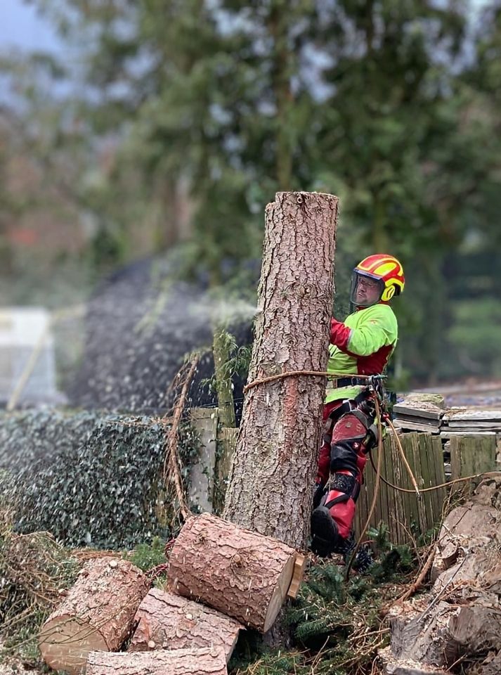 Baumfällungen/Baumpflege/Rodungen/Fällgreifer/Baum/Fichte/Tanne in Regenstauf