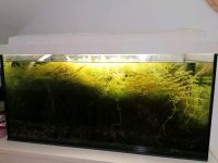 Aquarium 60L mit Pumpe und Zubehör Rheinland-Pfalz - Contwig Vorschau