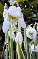 Gefüllte Schneeglöckchen 'Galanthus Flore Pleno', Zwiebeln Niedersachsen - Salzgitter Vorschau