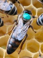 Bienenkönigin Sachsen - Struppen Vorschau