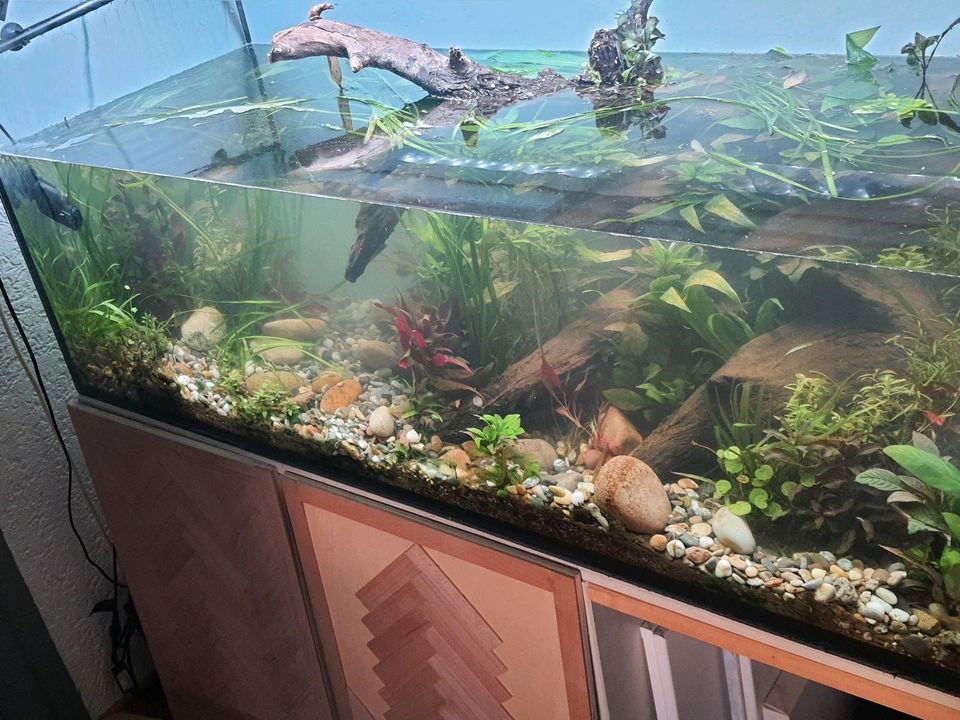 Riesen wasserfreund aquarium teich Pflanze einfach mittelgrund in Sprendlingen