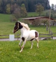 10 jähriger Ponywallach Bayern - Grünenbach Allgäu Vorschau