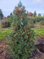 Ilex aquif. Alaska, 175/200 cm, als natürlicher Weihnachtsbaum! Niedersachsen - Wiesmoor Vorschau