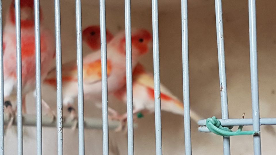 Kanarienvögel, Rot Mosaik Kanarien Kanarienvogel in Dermbach