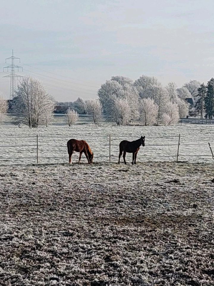 Pferdeboxen in Münster-Roxel frei in Roxel