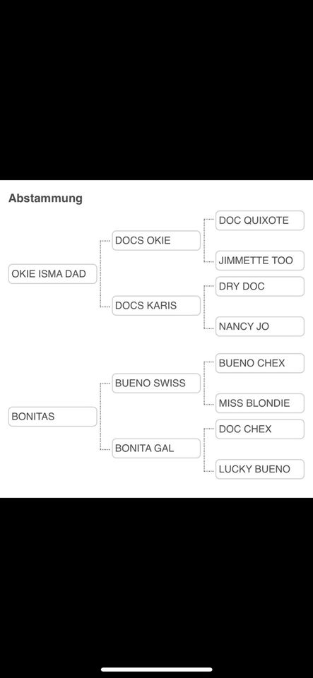 Quarterhorse Stute in Schirmitz