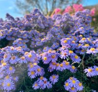 Herbstaster lila/blau Niedersachsen - Uchte Vorschau