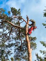 Obstbaumschnitt/Baumpflege/Baumfällung/Baumkletterer/Baum fällen Bad Doberan - Landkreis - Neubukow Vorschau