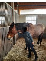 Reitbeteiligung für unsere 11-jährige Tochter Kr. München - Putzbrunn Vorschau