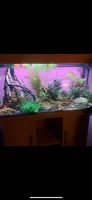 Aquarium 200 Liter (Juwel)+ Unterschrank Niedersachsen - Osnabrück Vorschau