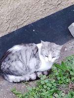 Katze zugelaufen Brandenburg - Lauchhammer Vorschau