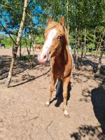 Appaloosa Hengst Fohlen/Jährling/Absetzer ApHC Nordrhein-Westfalen - Borgholzhausen Vorschau