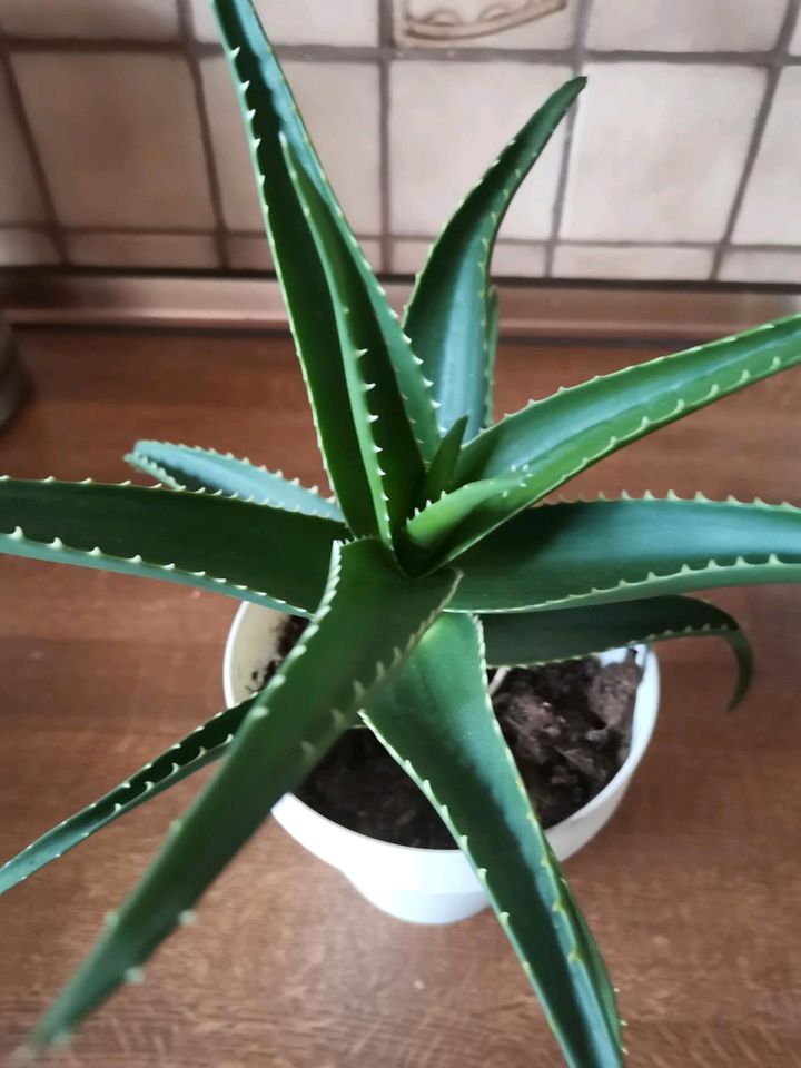 Schön gewachsene Aloe Vera Pflanze in Altlußheim