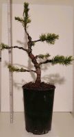 Bergkiefer als Bonsai, pinus mugo, Zwergkiefer, pre Bonsai Bayern - Burgbernheim Vorschau