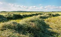 Acker, Grünland, Weiden, Wiesen zu pachten gesucht Getreide Heu Nordrhein-Westfalen - Gütersloh Vorschau