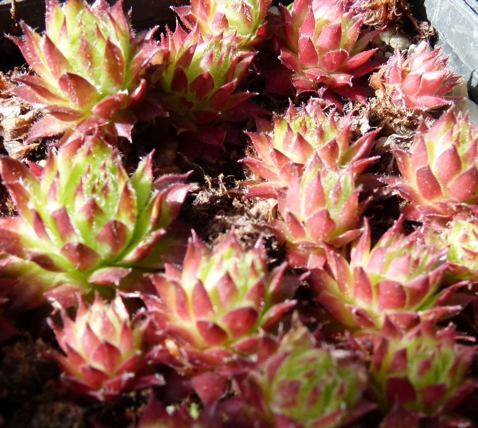 Sempervivum Hauswurz: ÜPaket zB 100 Ableger, tolle Farben+ Sorten in Bad Essen