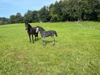 Holsteiner Zuchtstute Saarland - Beckingen Vorschau