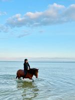 Reitbeteiligung auf Islandstute Schleswig-Holstein - Oeversee Vorschau