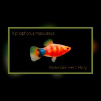 Bleeding Heart Platy Blutendes Herz Platys Xiphophorus maculatus Dortmund - Schüren Vorschau