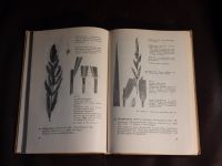 Die Gräser als Kulturpflanzen und Unkräuter Asmus Petersen 1949 Niedersachsen - Adelebsen Vorschau