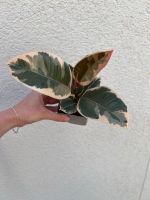 Ficus elastica variegate / Gummibaum / Zimmerpflanze Bayern - Neu Ulm Vorschau