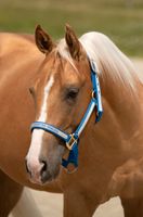 Quarter Horse Wallach Reining Topsail Whiz Baden-Württemberg - Rottenburg am Neckar Vorschau