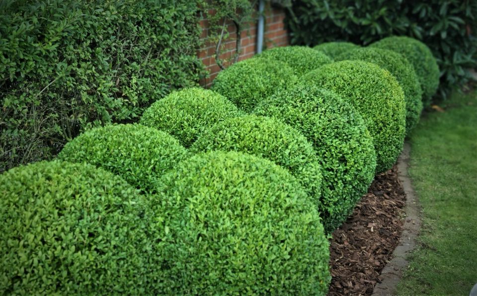 Professionelle Gartenpflege. in Wesseln