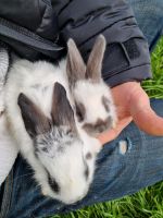 Deutsche Riesen Kaninchen Nordrhein-Westfalen - Erkelenz Vorschau
