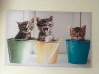 Leinwand Bild mit Katzen Bayern - Deining Vorschau