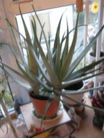 Topf mit 2 große Aloe Vera Wüstenlilie ca 60 cm hoch ab Topf Bayern - Wolnzach Vorschau