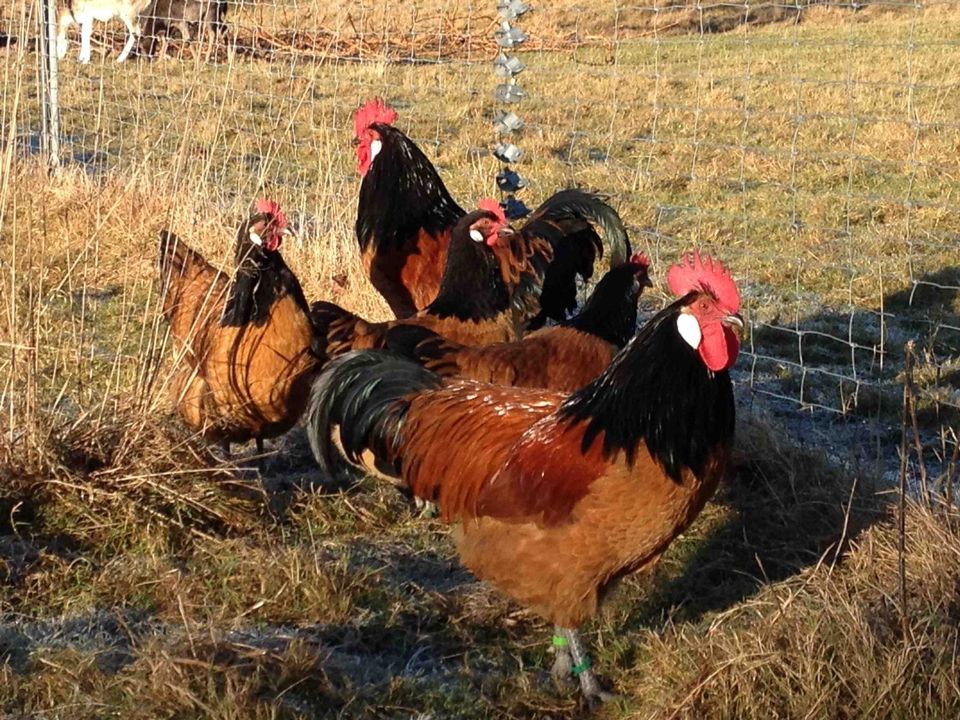 Vorwerk-Huhn Bruteier in Penig