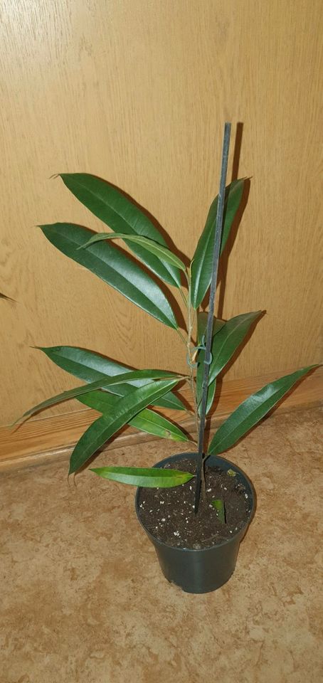 Ficus alii Zimmerpflanze Birkenfeige elastica robusta Gummibaum in Berlin