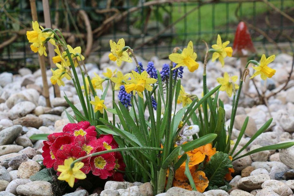 Ferienhaus Harz, 5 Personen, 2 Hunde, Garten, WLAN, NR in Walkenried