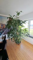 Ficus Bejamin Sachsen - Hartha Vorschau