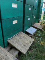 Bienenvolk oder Ableger zu verkaufen Hessen - Erzhausen Vorschau