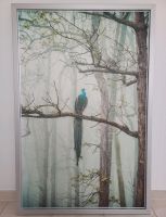 Bild groß gerahmt Pfau Ikea 78cm x 118cm Baden-Württemberg - Langenargen Vorschau