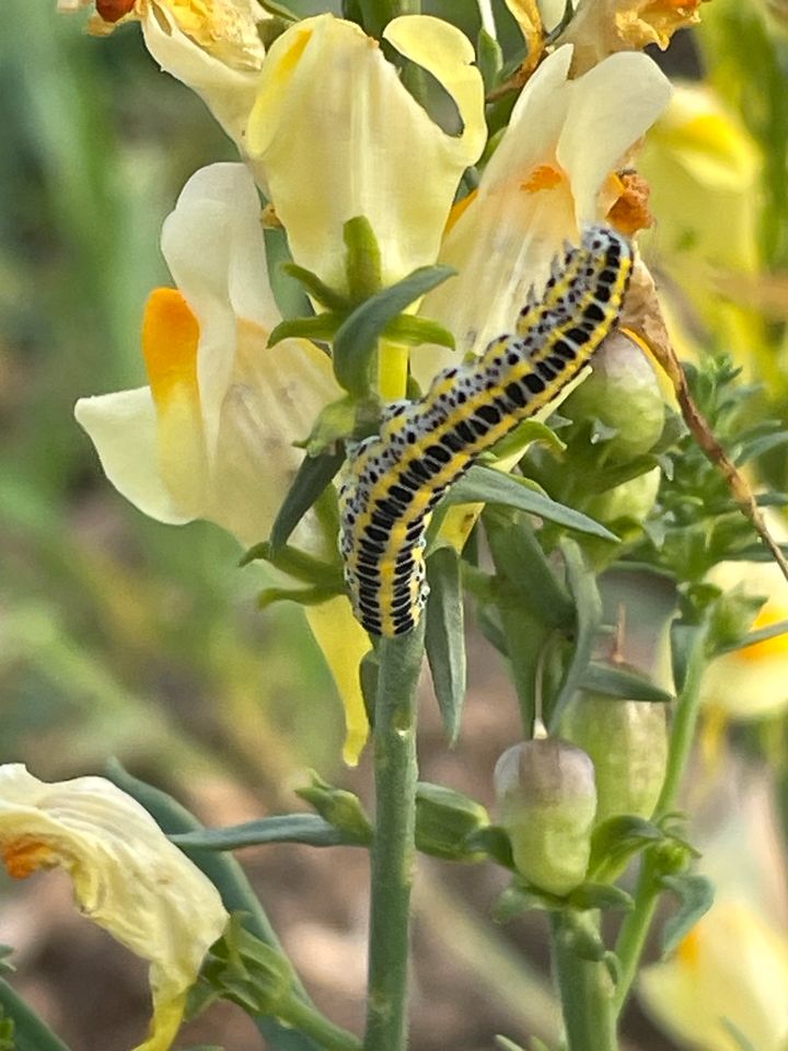 30 Samen Echtes Leinkraut - Schmetterling, Insekten, Bienen in Baldham