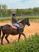 Ponyhof / Longestunde (Vertragsübernahme) Rheinland-Pfalz - Stromberg Vorschau