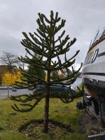 Affenschwanz -Baum zu verkaufen Kreis Pinneberg - Elmshorn Vorschau