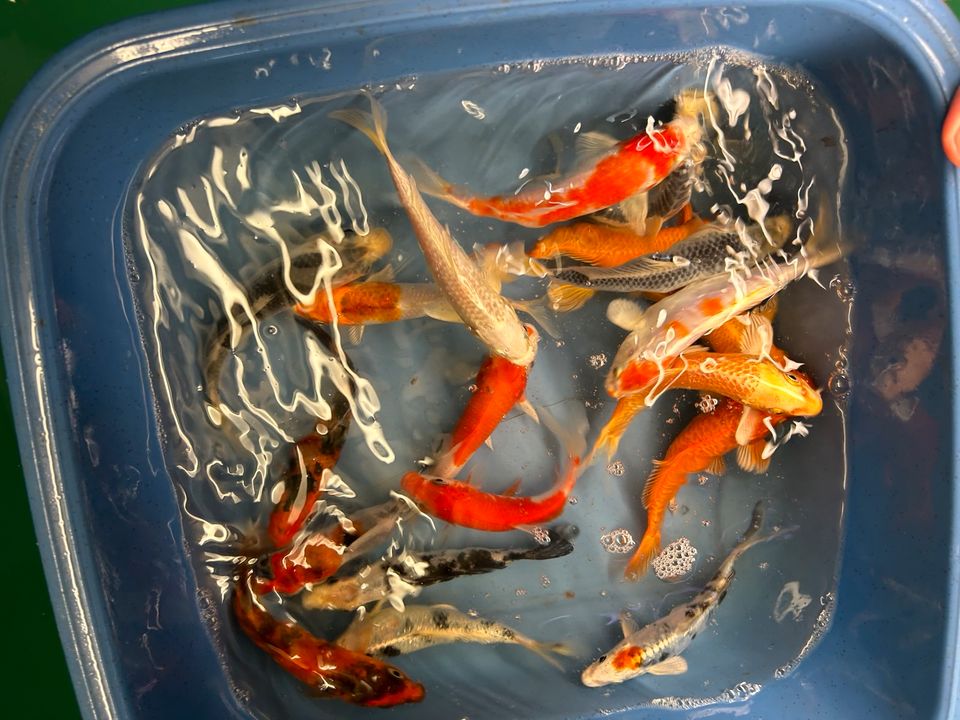 Koi Showa Sanke Kohaku Kujaku Utsuri Ogon  Karpfen in Rangendingen