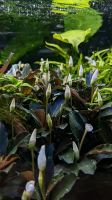 Bucephalandra (2,50€ pro Pflanze) Sachsen - Meißen Vorschau