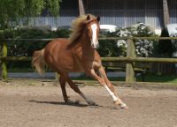 Jährling/Reitpony Stute/ Sportpony/ Kinderpony Nordrhein-Westfalen - Everswinkel Vorschau