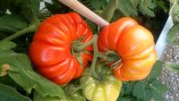 Bio Fleischtomate,Samen, Buffelo, Tomate, Gewächshaus, Gemüse München - Ramersdorf-Perlach Vorschau