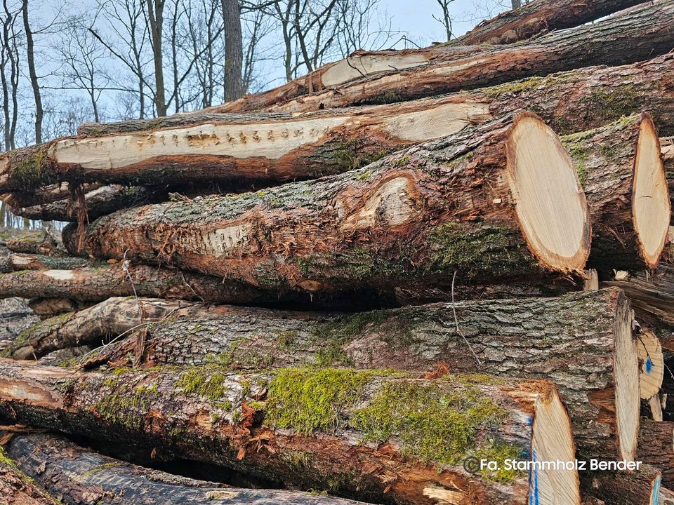 Sonderpreis: Eiche Stammholz als Brennholz keine Buche in Butzbach