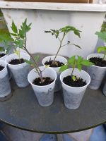 Tomatenpflanzen Paprikapflanzen Gurkenpflanzen Zukinipflanzen Friedrichshain-Kreuzberg - Friedrichshain Vorschau