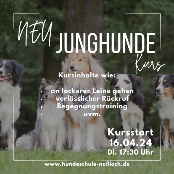 Junghundekurs ab April | Hundetraining in Nußloch
