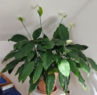 Einblatt Zimmerpflanze Saarland - Eppelborn Vorschau