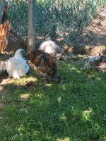 Schwedische blumenhühner jung Hennen Mecklenburg-Vorpommern - Sarow Vorschau