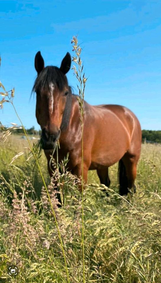 Pflegebeteiligung in Wendhausen (Pferd sucht Mensch) in Braunschweig